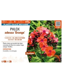 PHLOX adessa Orange