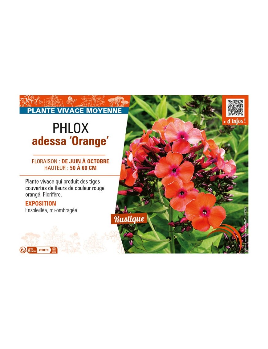 PHLOX adessa Orange