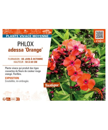 PHLOX adessa Orange