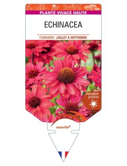ECHINACEA (rouge)