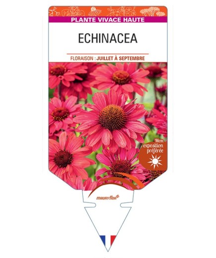 ECHINACEA (rouge)