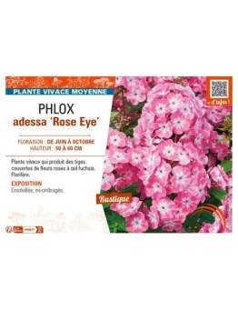 PHLOX adessa Rose Eye