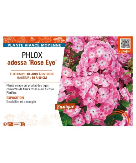 PHLOX adessa Rose Eye