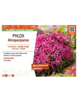 PHLOX ATROPURPUREA