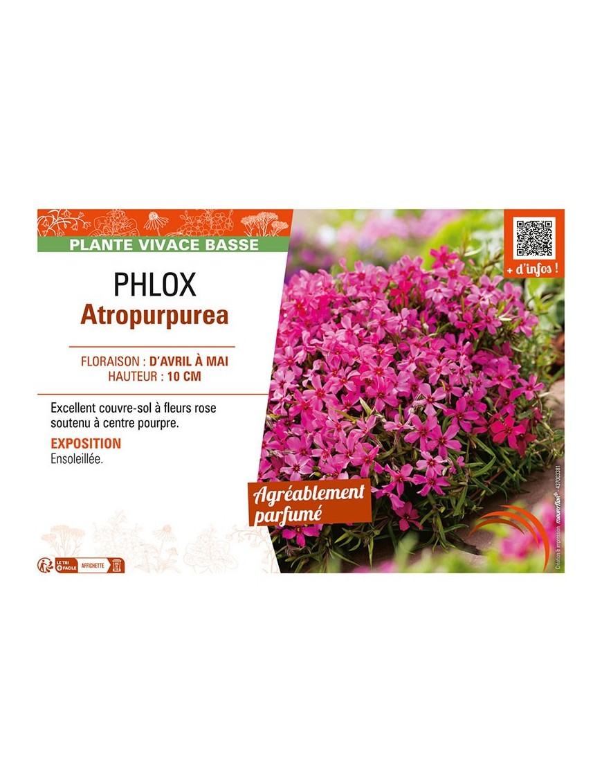 PHLOX ATROPURPUREA