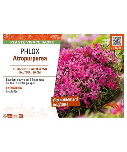 PHLOX ATROPURPUREA