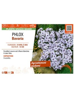 PHLOX BAVARIA