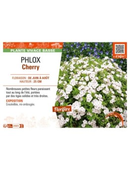 PHLOX CHERRY