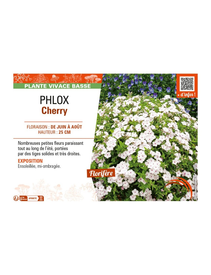 PHLOX CHERRY