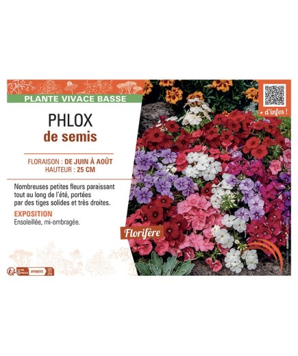 PHLOX de semis