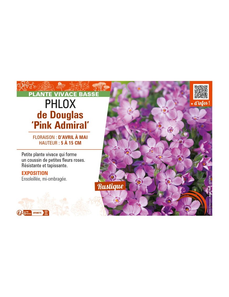 PHLOX douglasii Pink Admiral