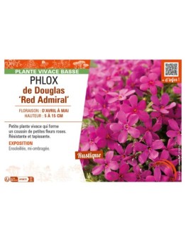 PHLOX douglasii Red Admiral