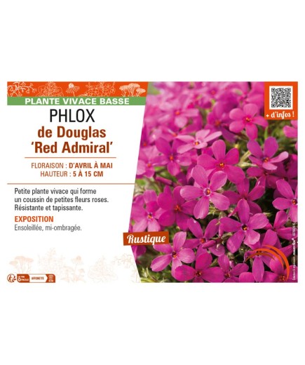 PHLOX douglasii Red Admiral