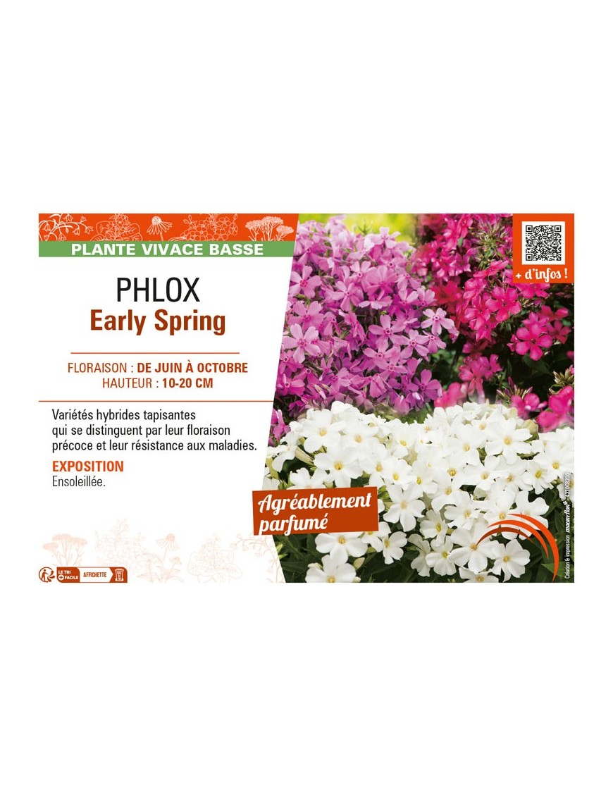 PHLOX EARLY SPRING