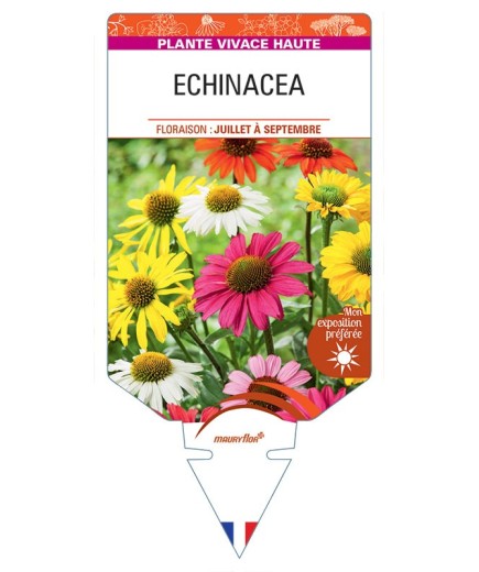 ECHINACEA (varié)