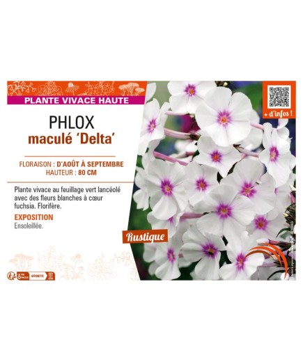 PHLOX maculé Delta