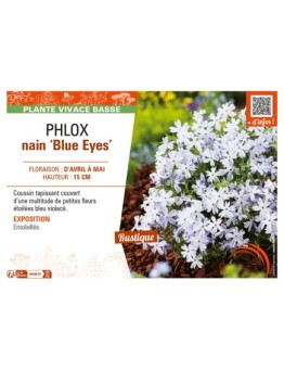 PHLOX nain Blue Eyes