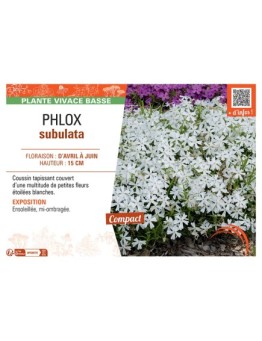 PHLOX nain (blanc)