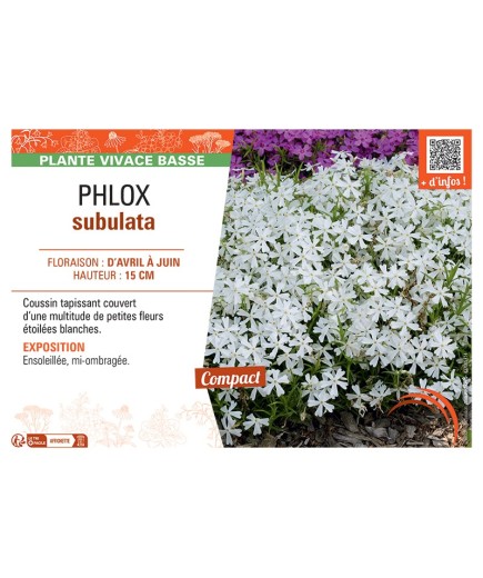 PHLOX nain (blanc)