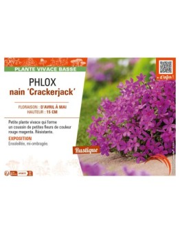 PHLOX nain Crackerjack