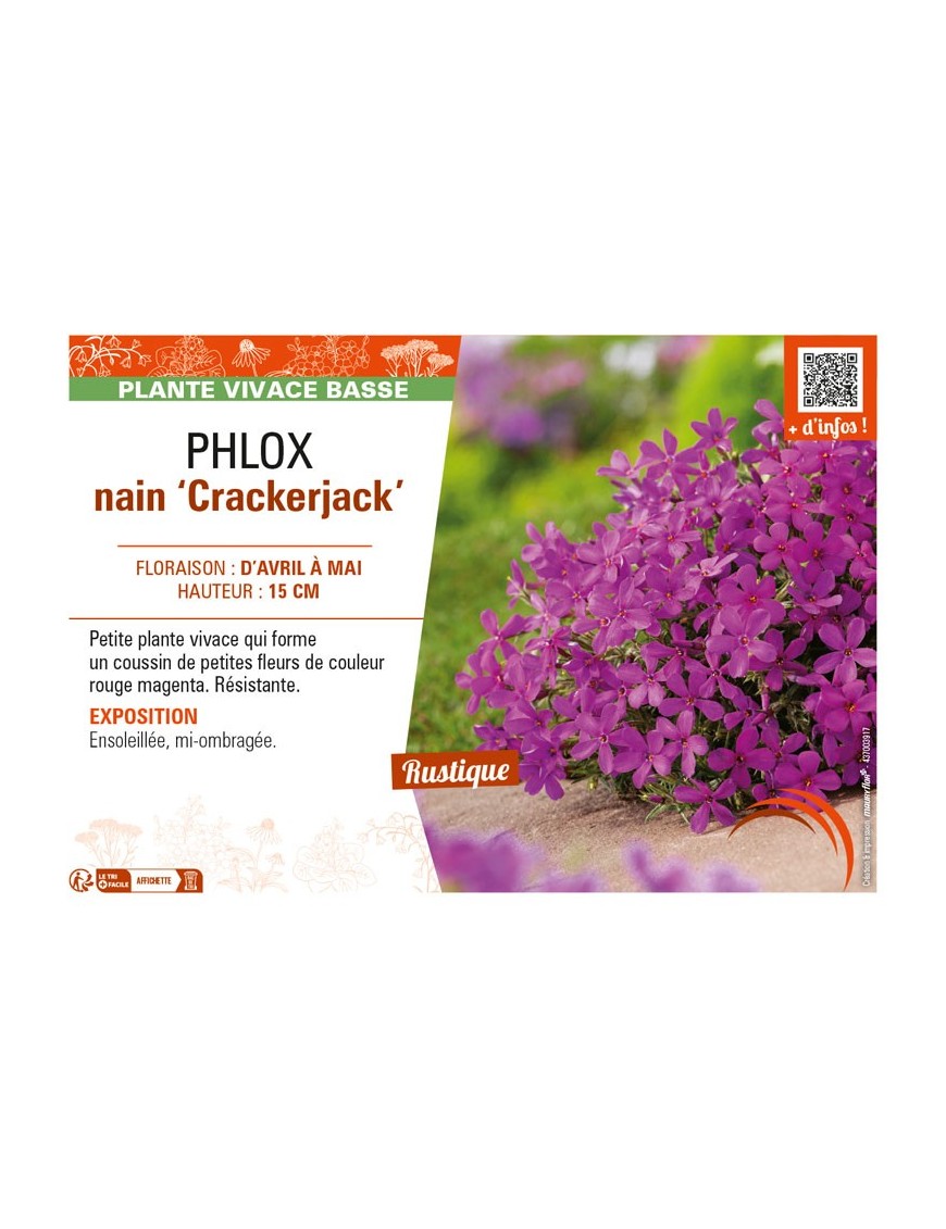 PHLOX nain Crackerjack