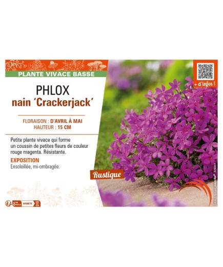 PHLOX nain Crackerjack