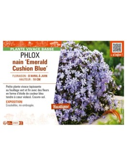 PHLOX nain Emerald Cushion Blue