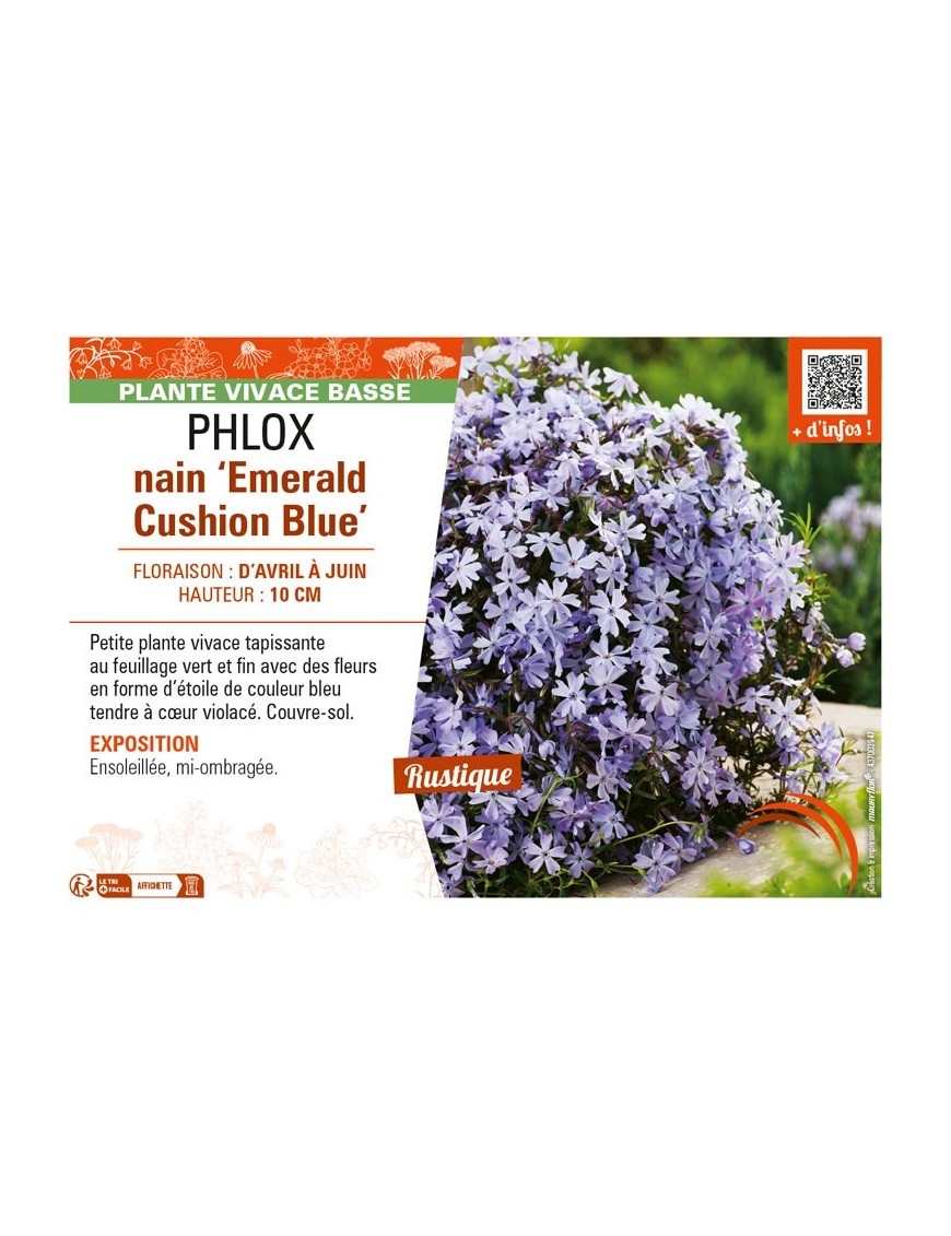 PHLOX nain Emerald Cushion Blue