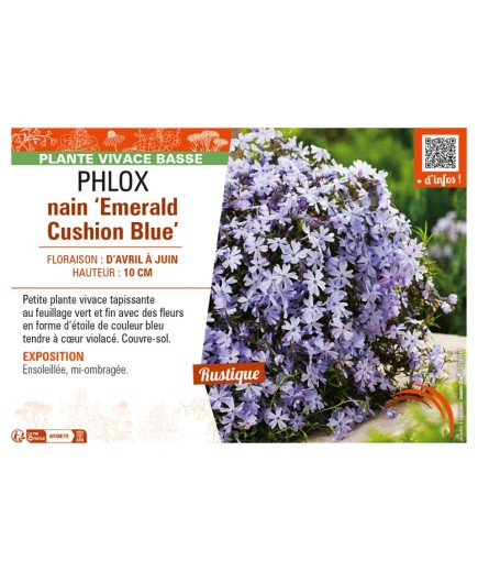 PHLOX nain Emerald Cushion Blue