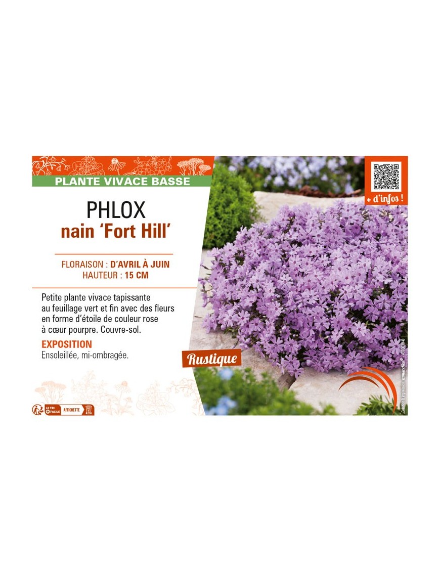 PHLOX nain Fort Hill