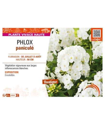PHLOX paniculé (blanc)