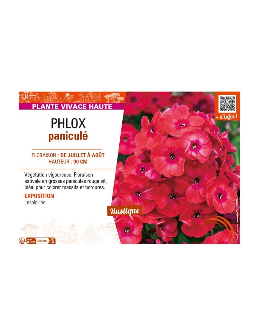 PHLOX paniculé (rouge vif)