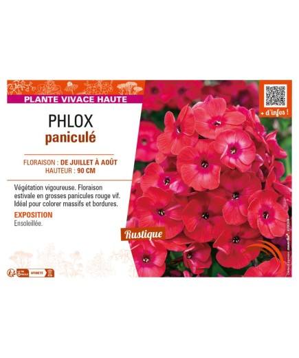 PHLOX paniculé (rouge vif)