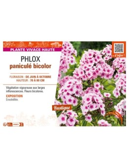 PHLOX paniculé bicolor