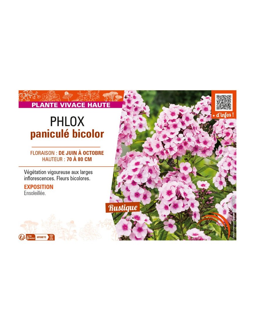 PHLOX paniculé bicolor
