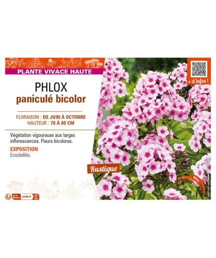PHLOX paniculé bicolor