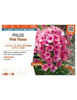 PHLOX PINK FLAME