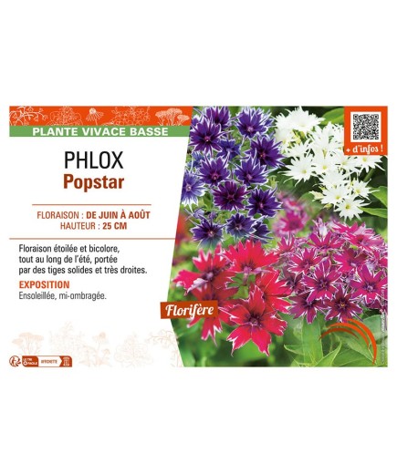 PHLOX POPSTAR