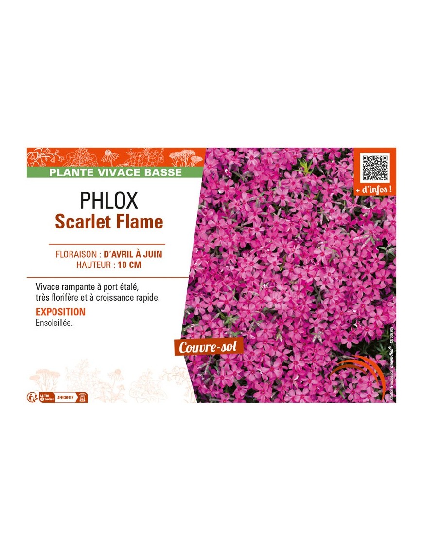 PHLOX SCARLET FLAME