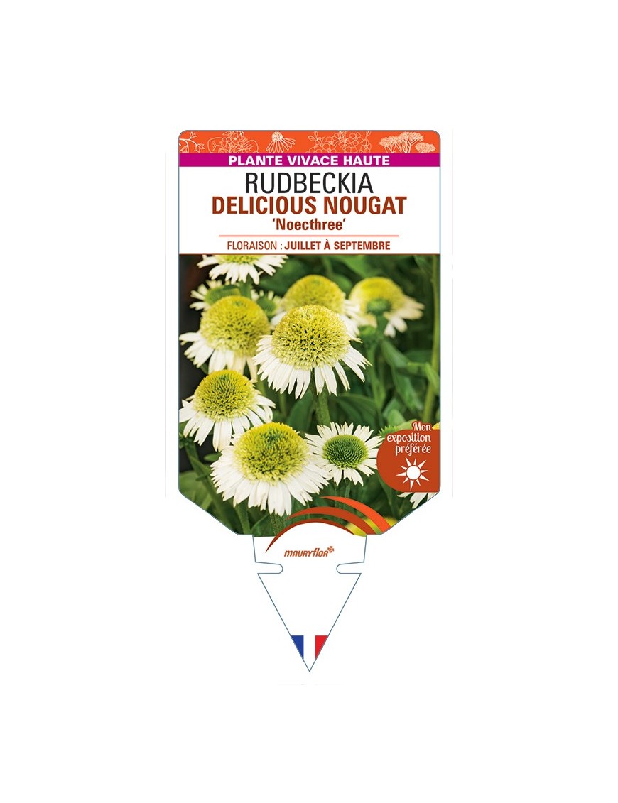 ECHINACEA DELICIOUS NOUGAT Noecthree voir Rudbeckia