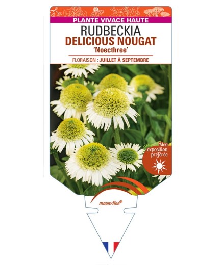 ECHINACEA DELICIOUS NOUGAT Noecthree voir Rudbeckia