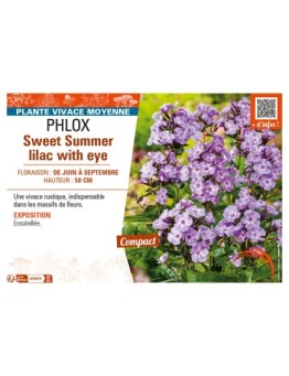 PHLOX SWEET SUMMER LILAC WITH EYE