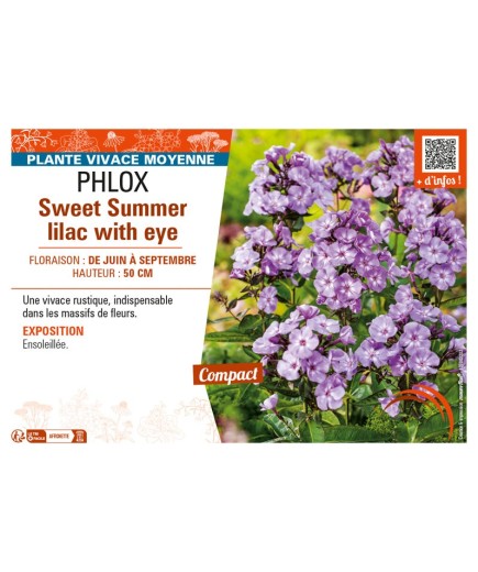 PHLOX SWEET SUMMER LILAC WITH EYE