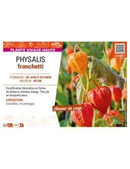 PHYSALIS franchetti