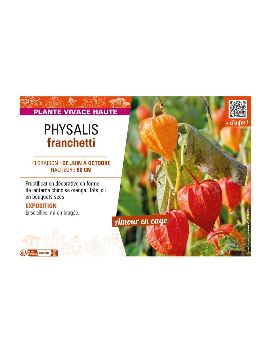PHYSALIS franchetti