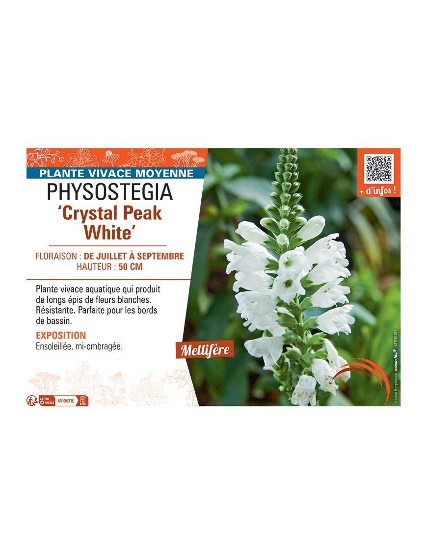 PHYSOSTEGIA ‘Crystal Peak White’