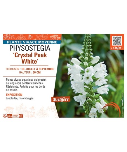 PHYSOSTEGIA ‘Crystal Peak White’