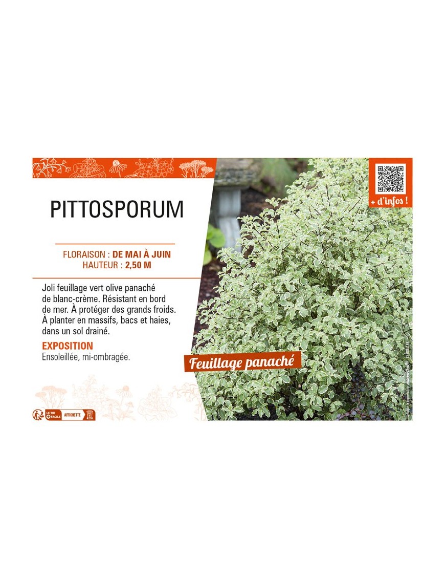 PITTOSPORUM