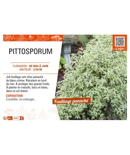 PITTOSPORUM