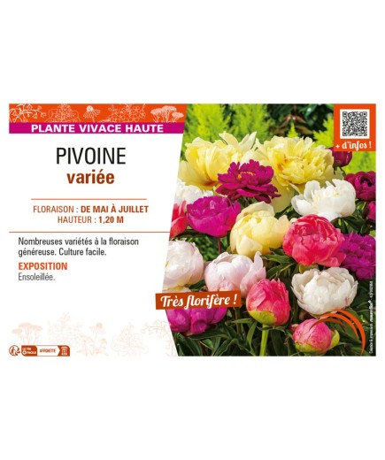 PIVOINE (varié)